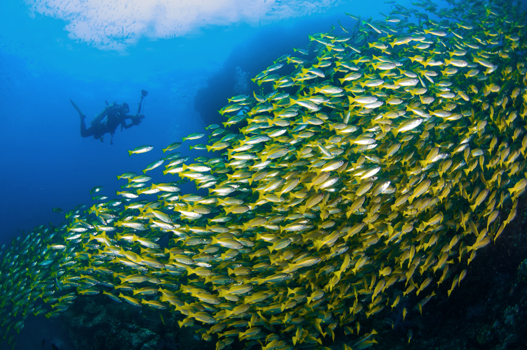 Snorkel en el Andamán