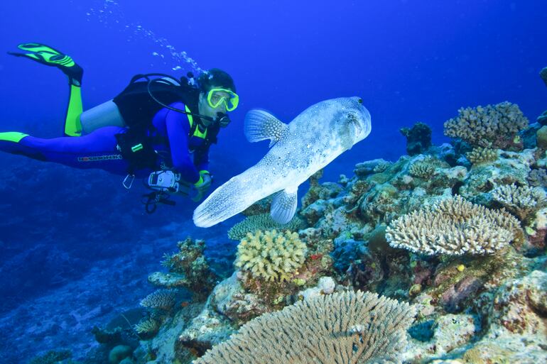 Snorkel en la Coral Coast