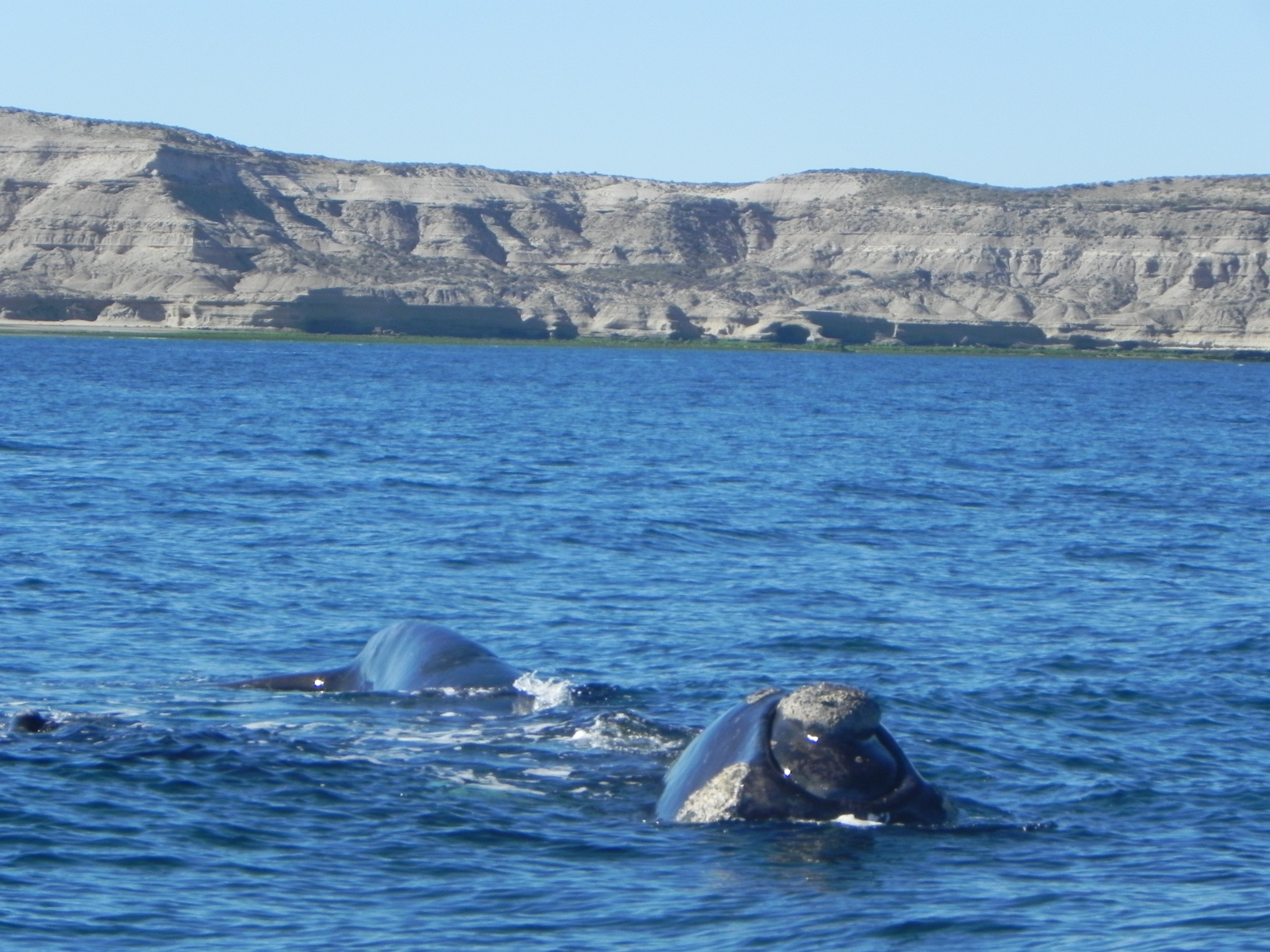 Avistaje de ballena franca austral
