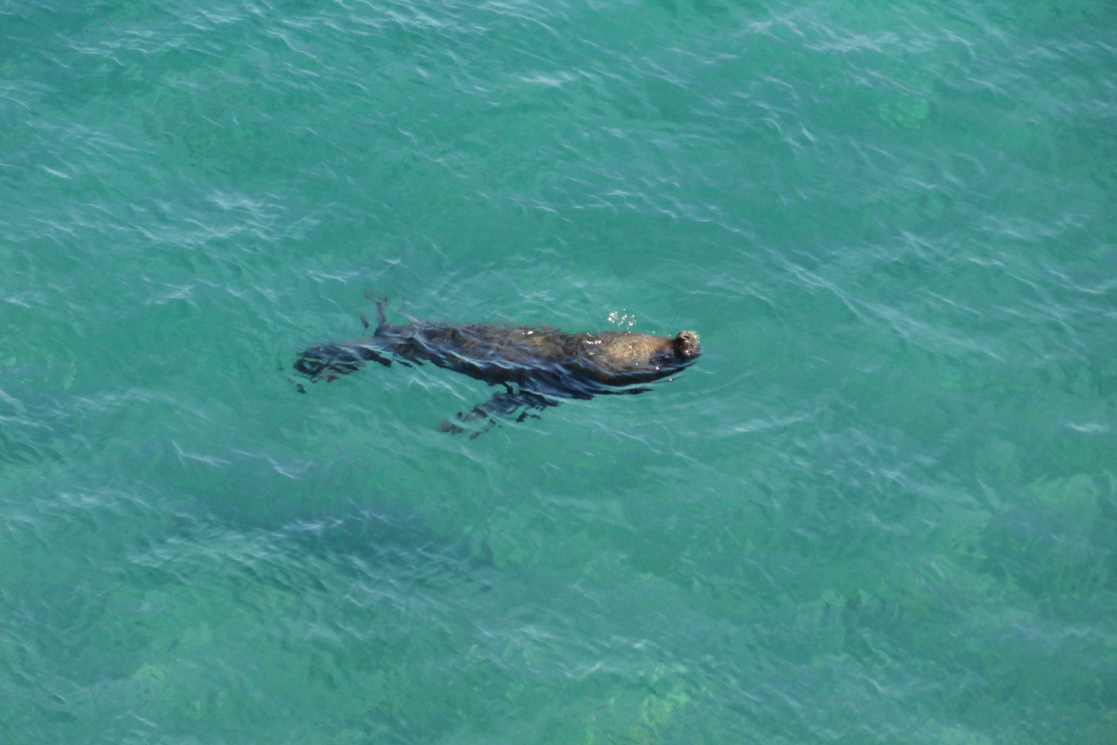 Snorkel con lobos marinos en Puerto Madryn