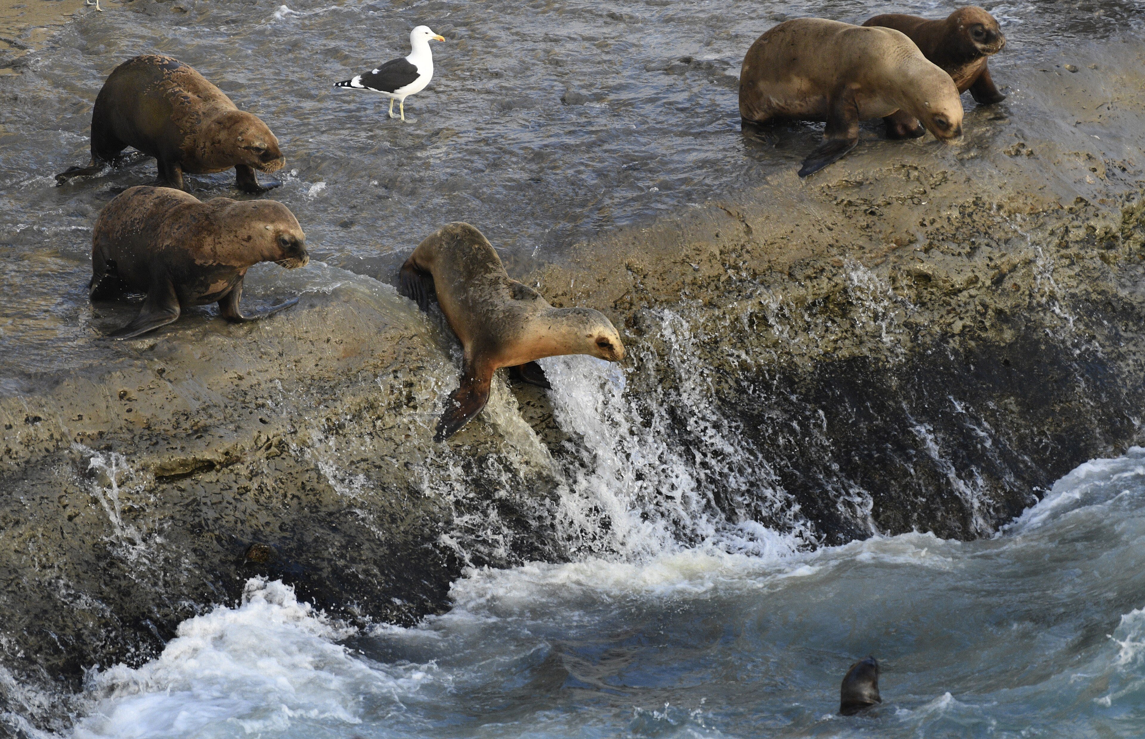 Snorkel con lobos marinos en Puerto Madryn