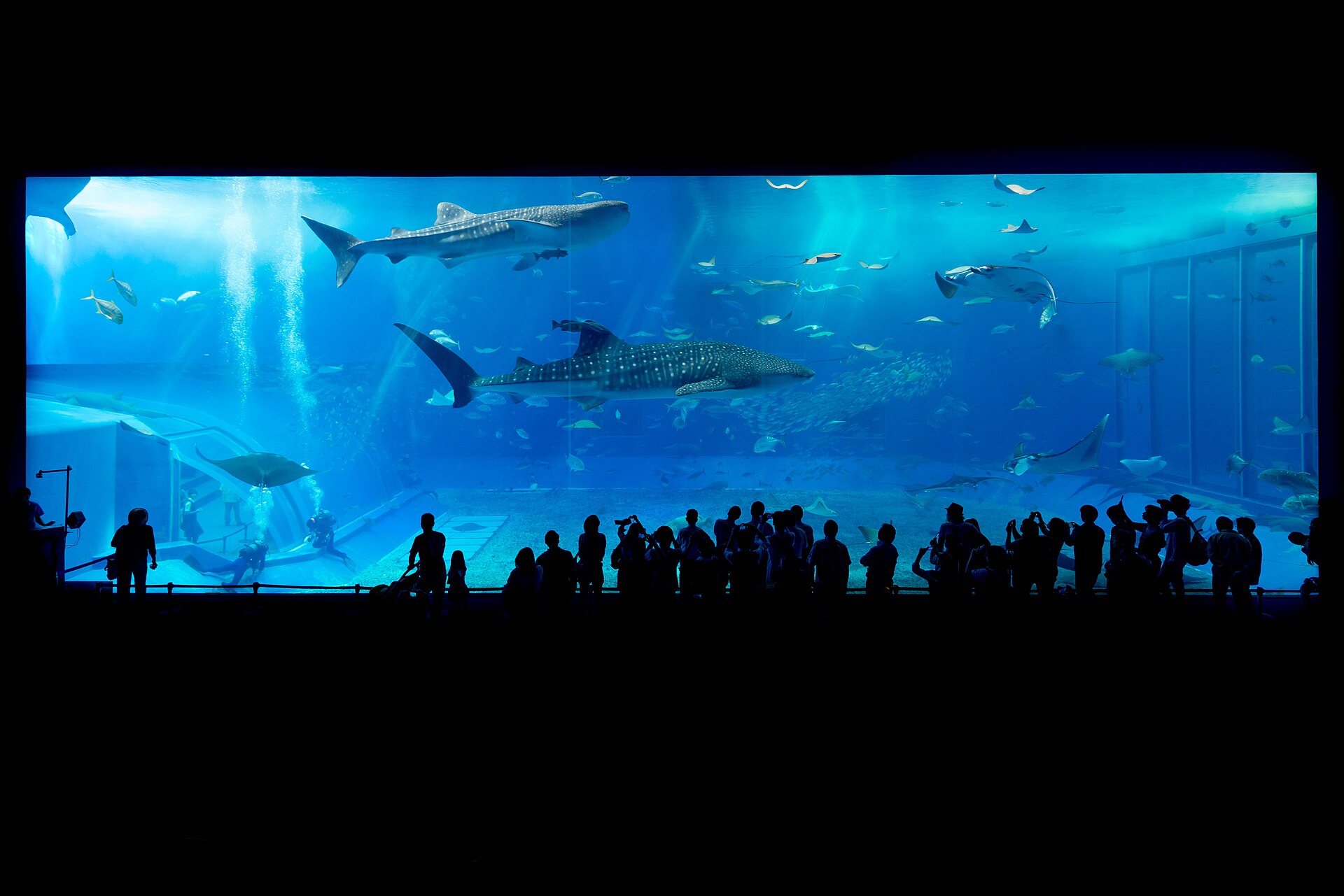 Acuario Churaumi