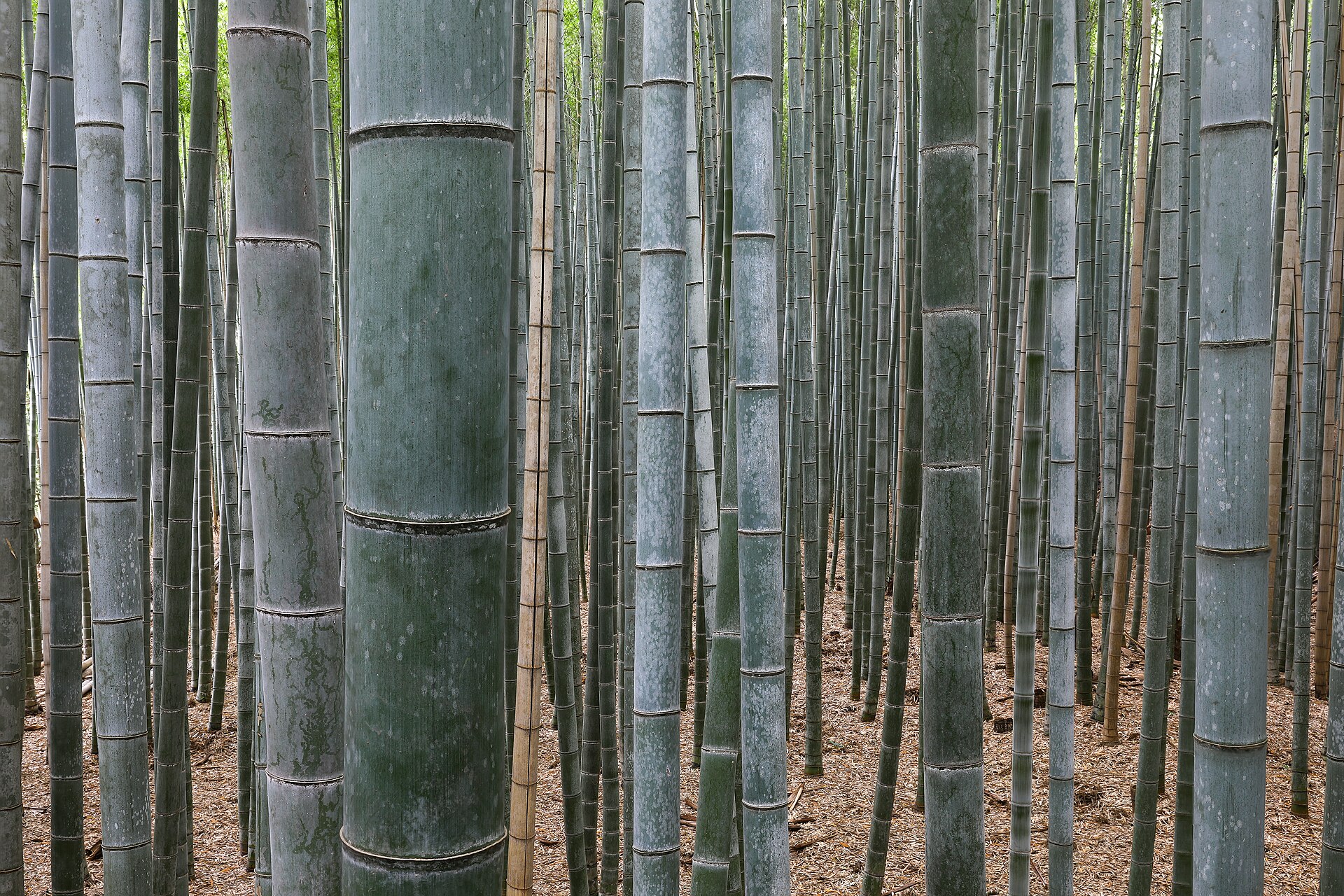 Bosque de bambú de Arashiyama