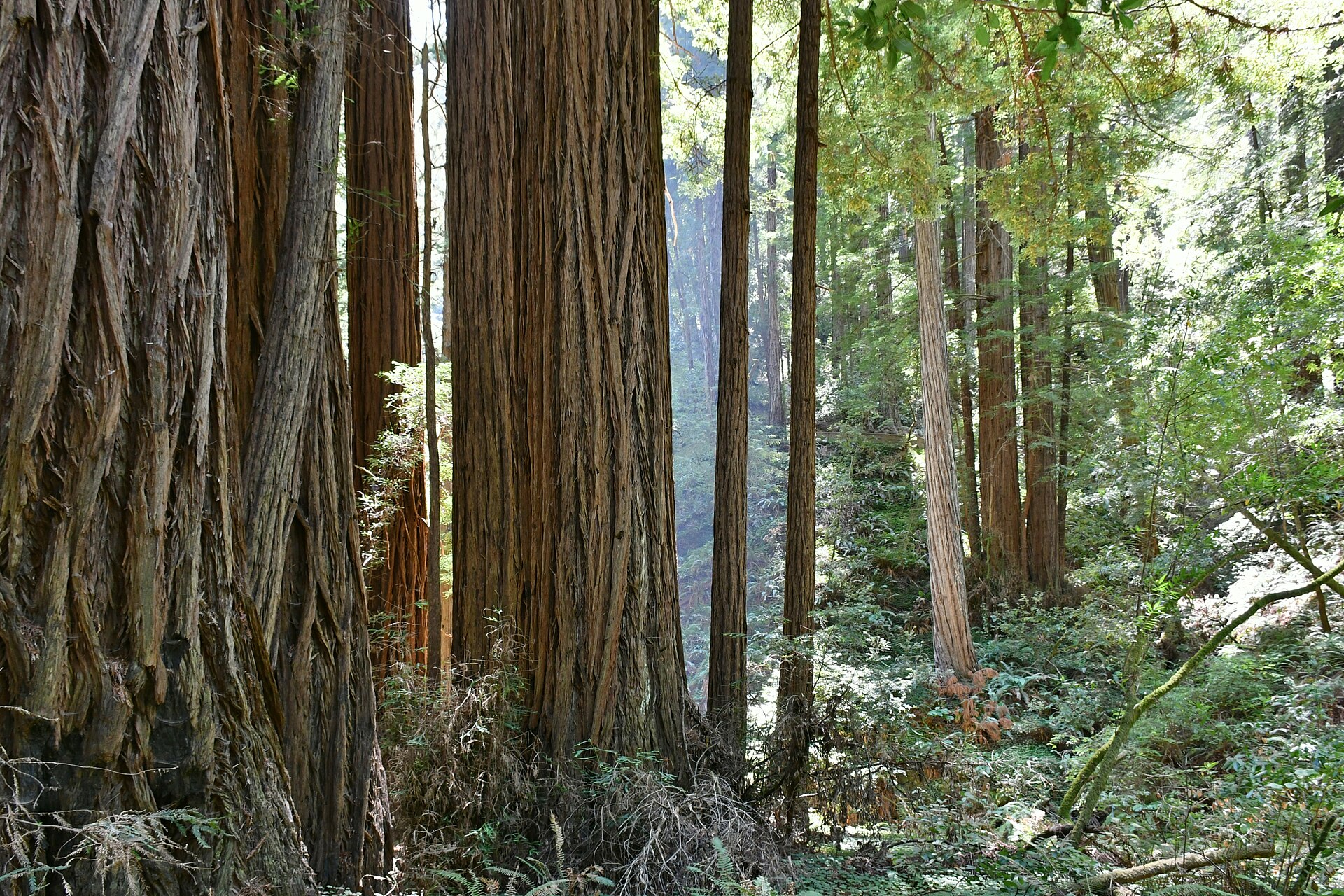 Muir Woods y Sausalito