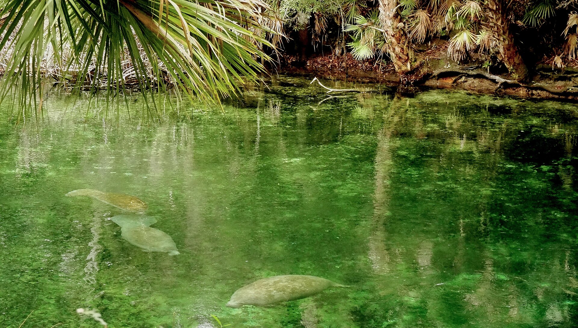 Avistamiento de manatíes y naturaleza de Florida