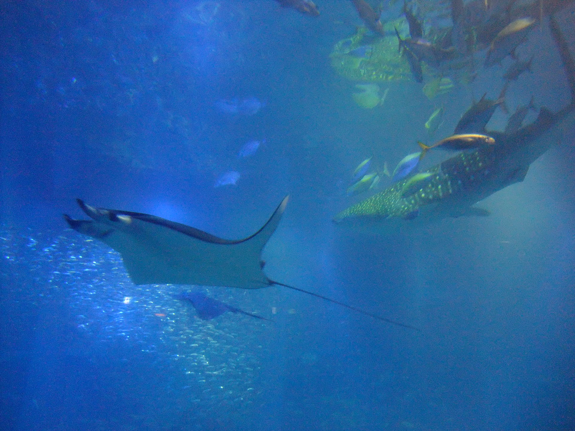 Acuario Kaiyukan