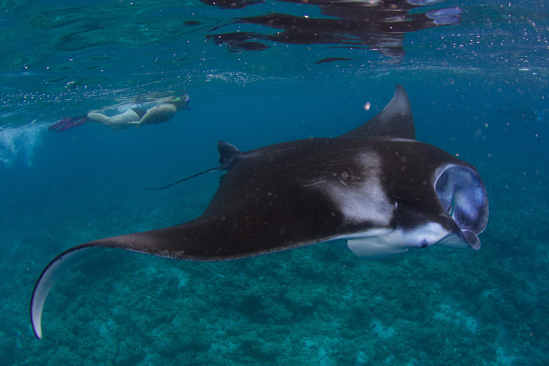 Buceo con mantas