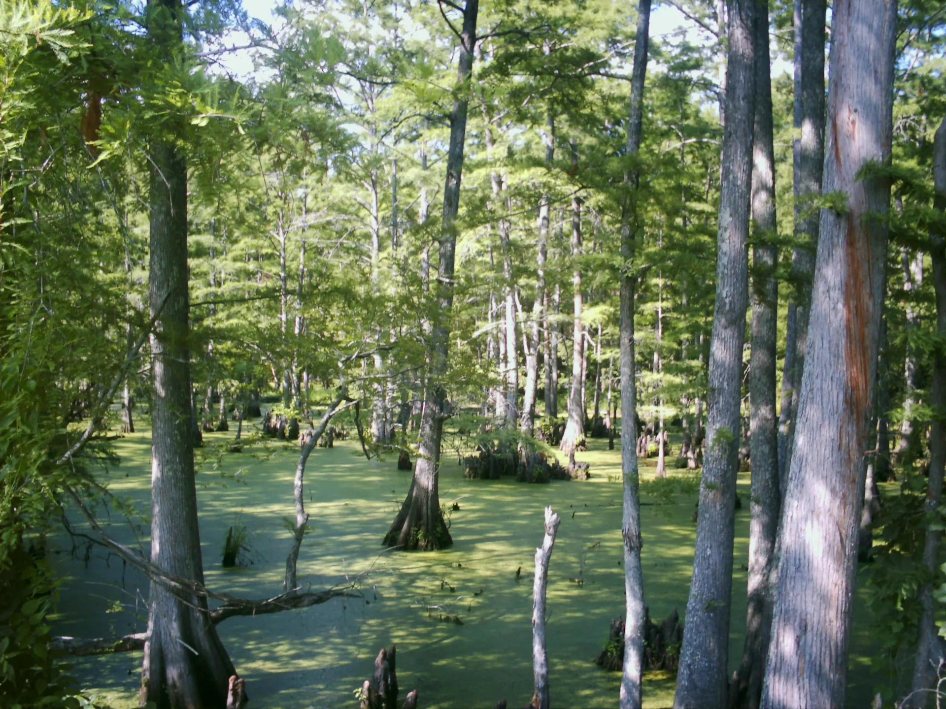 Pantanos y bayou de Luisiana