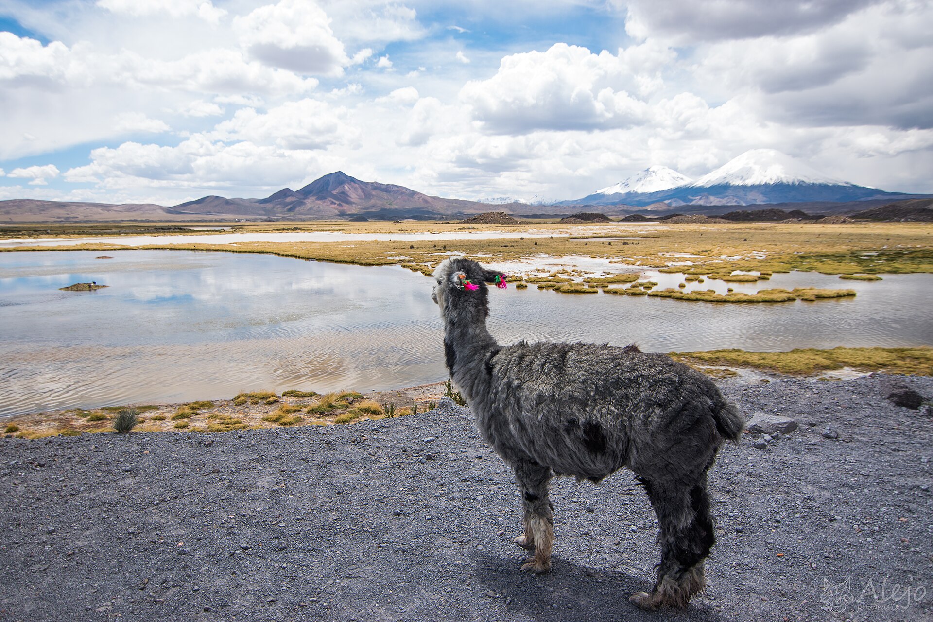 Altiplano chileno y desierto de Atacama