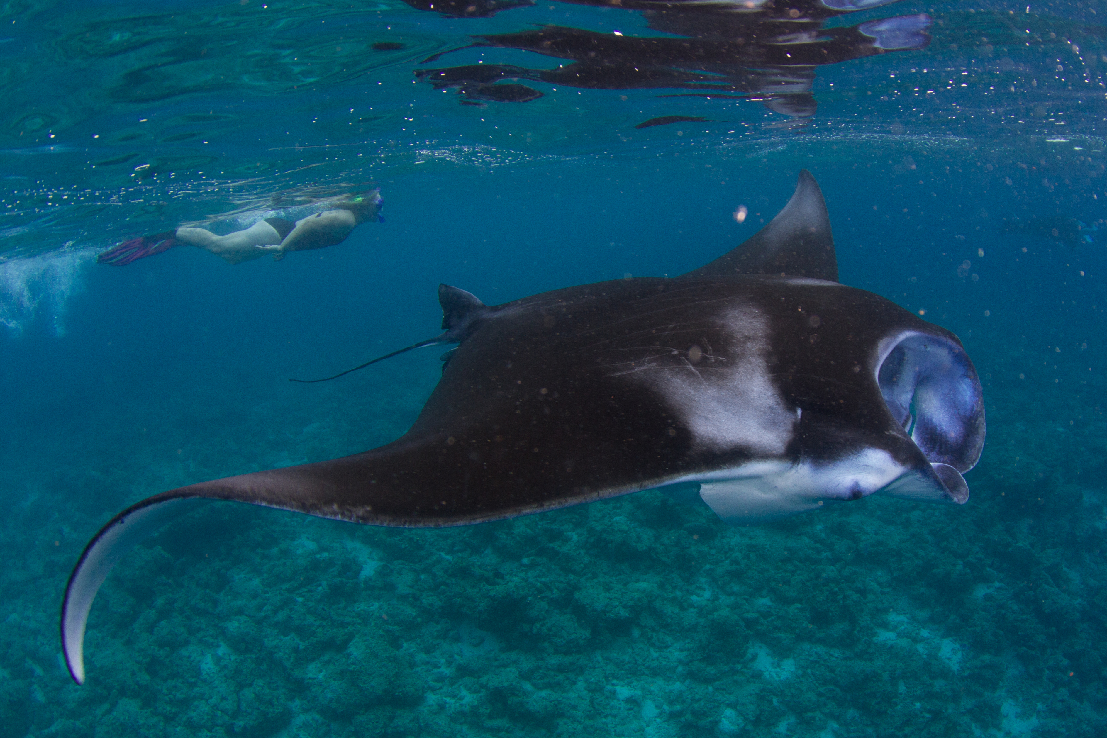 Excursión con mantarrayas y tiburones nodriza