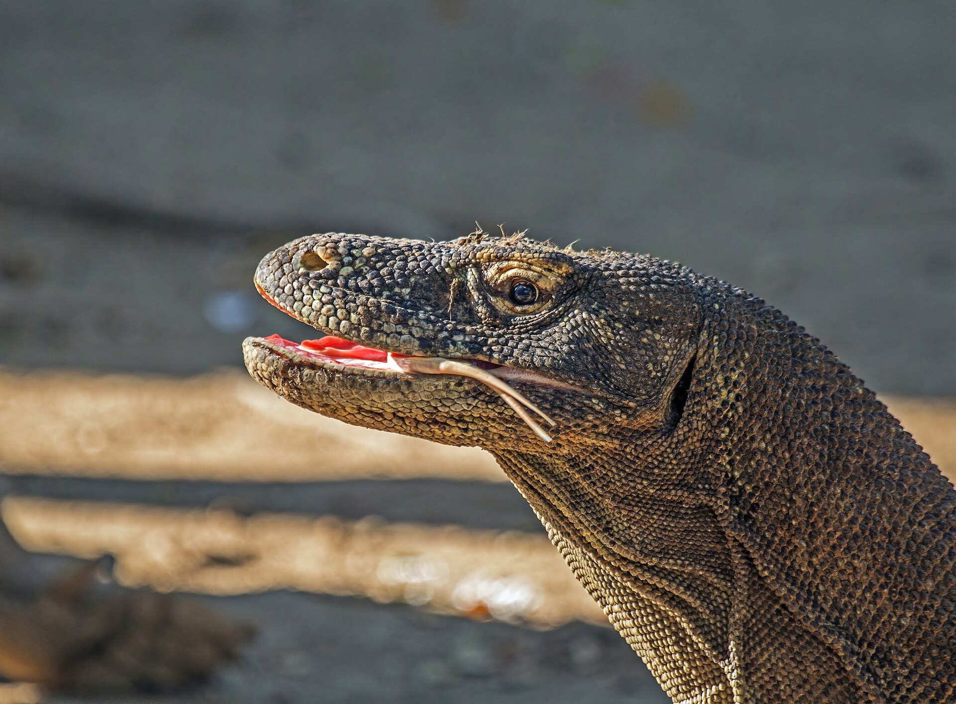 Los dragones de Komodo con base en Labuan Bajo