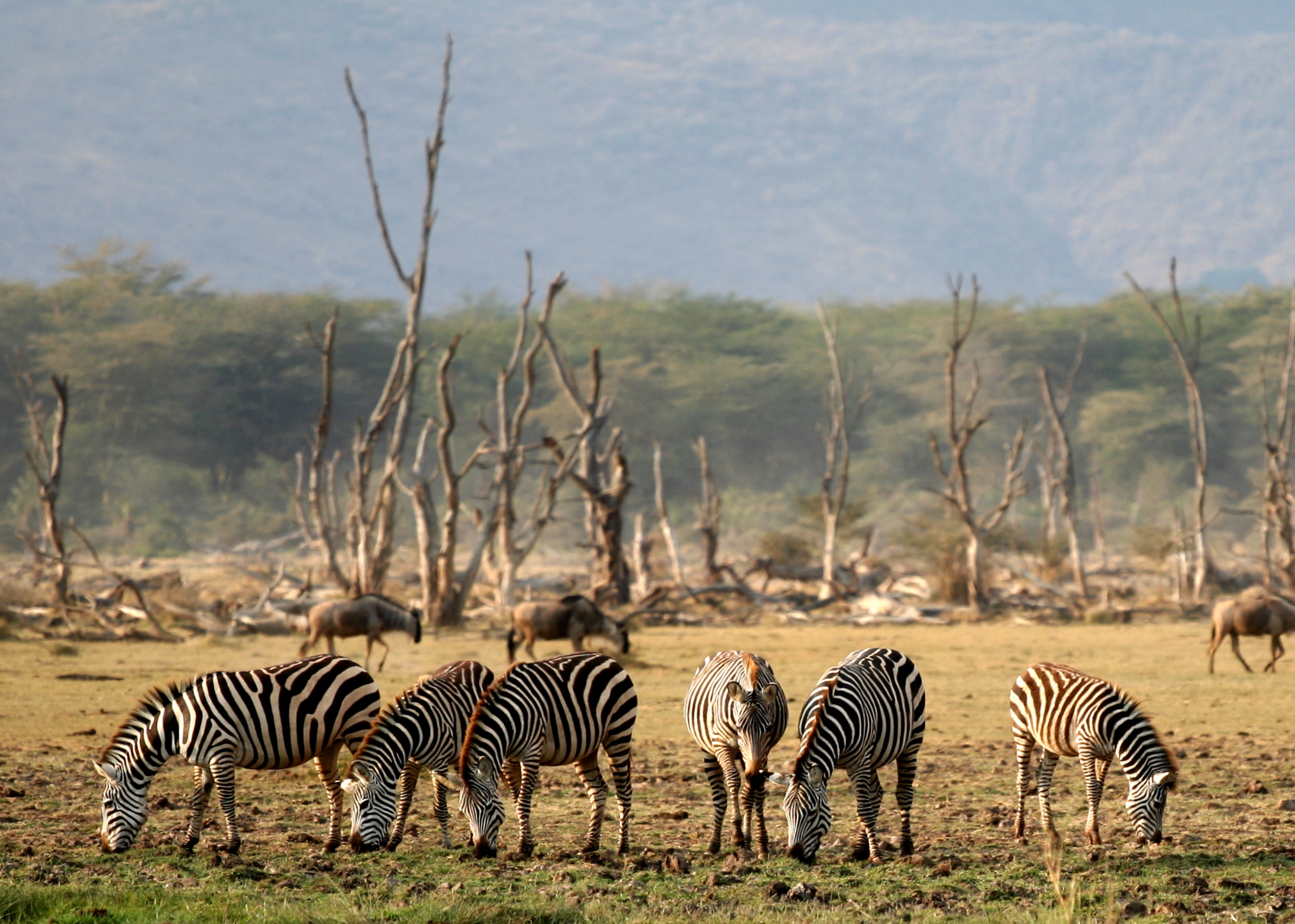 Safari en Tanzania y Zanzíbar