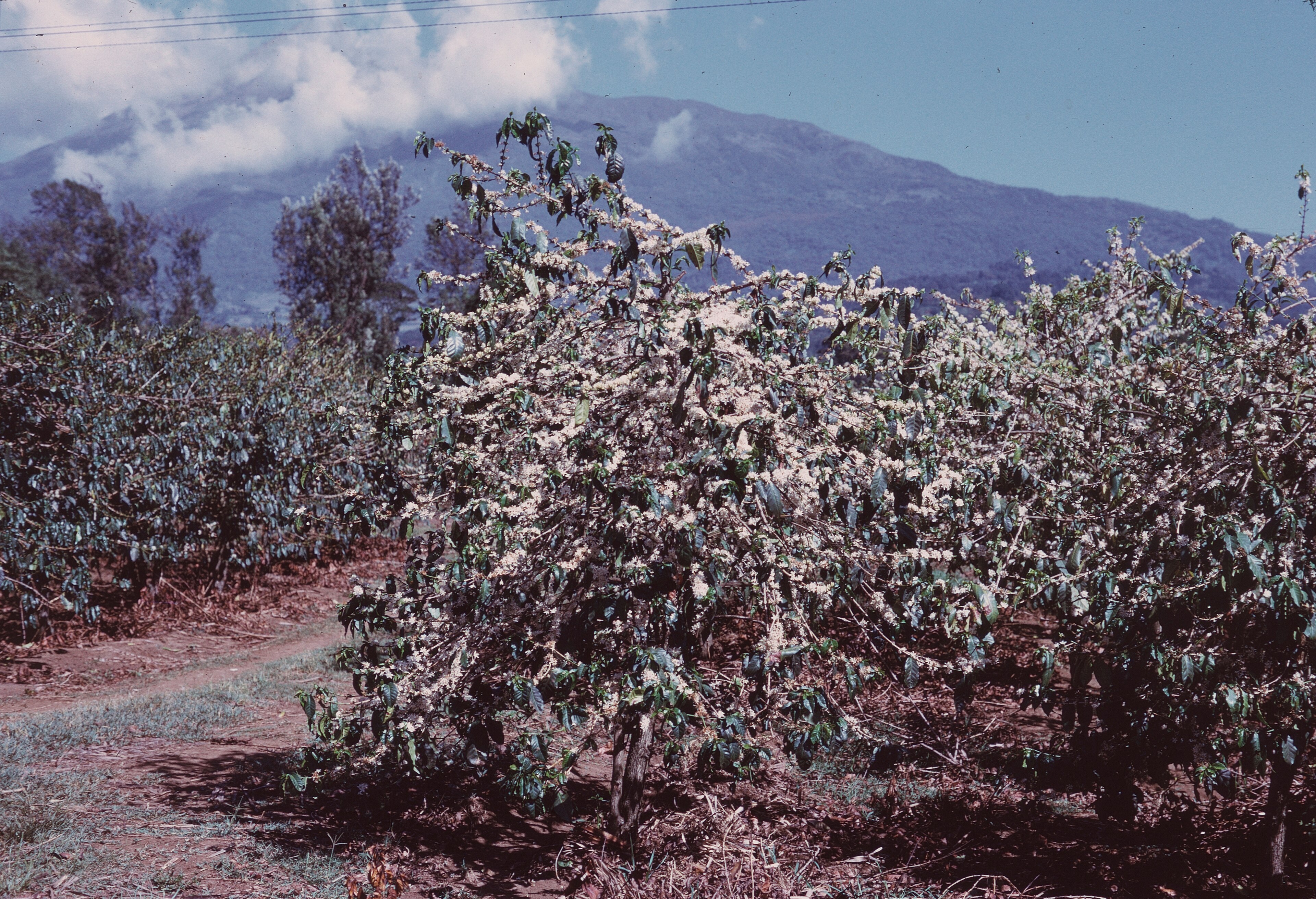 Plantación de café