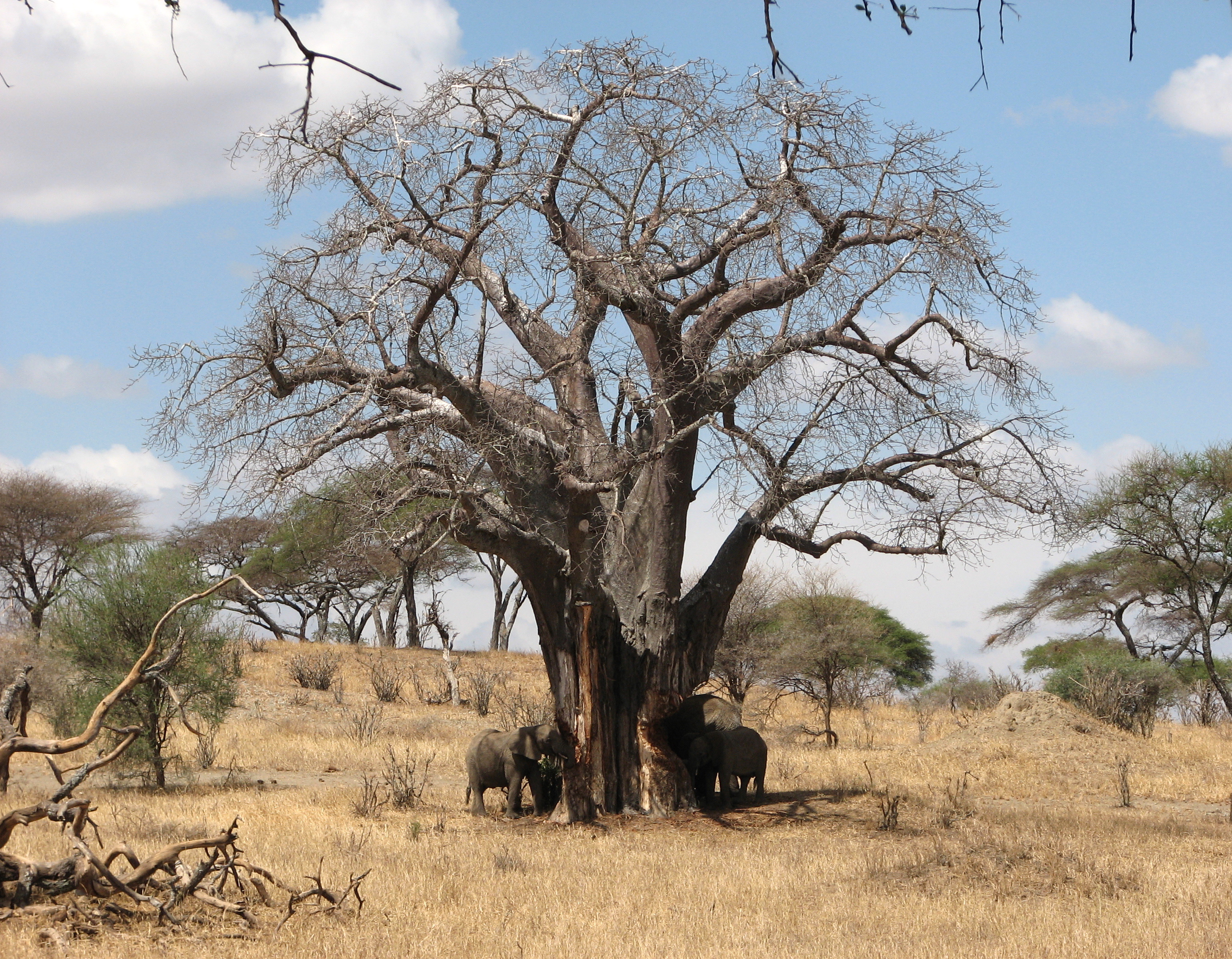 Tanzania · imagen 1