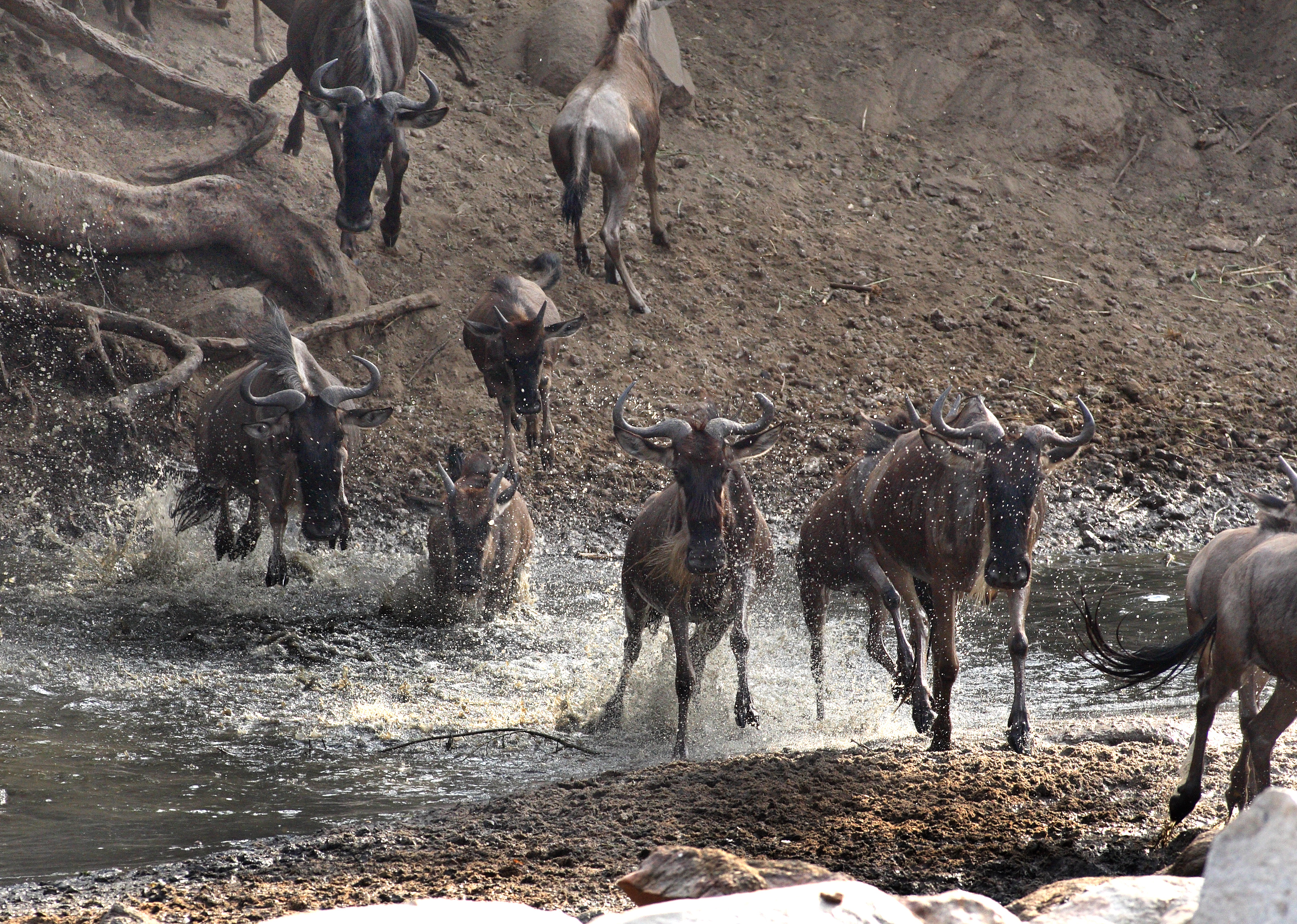 Gran Migración en el Serengeti