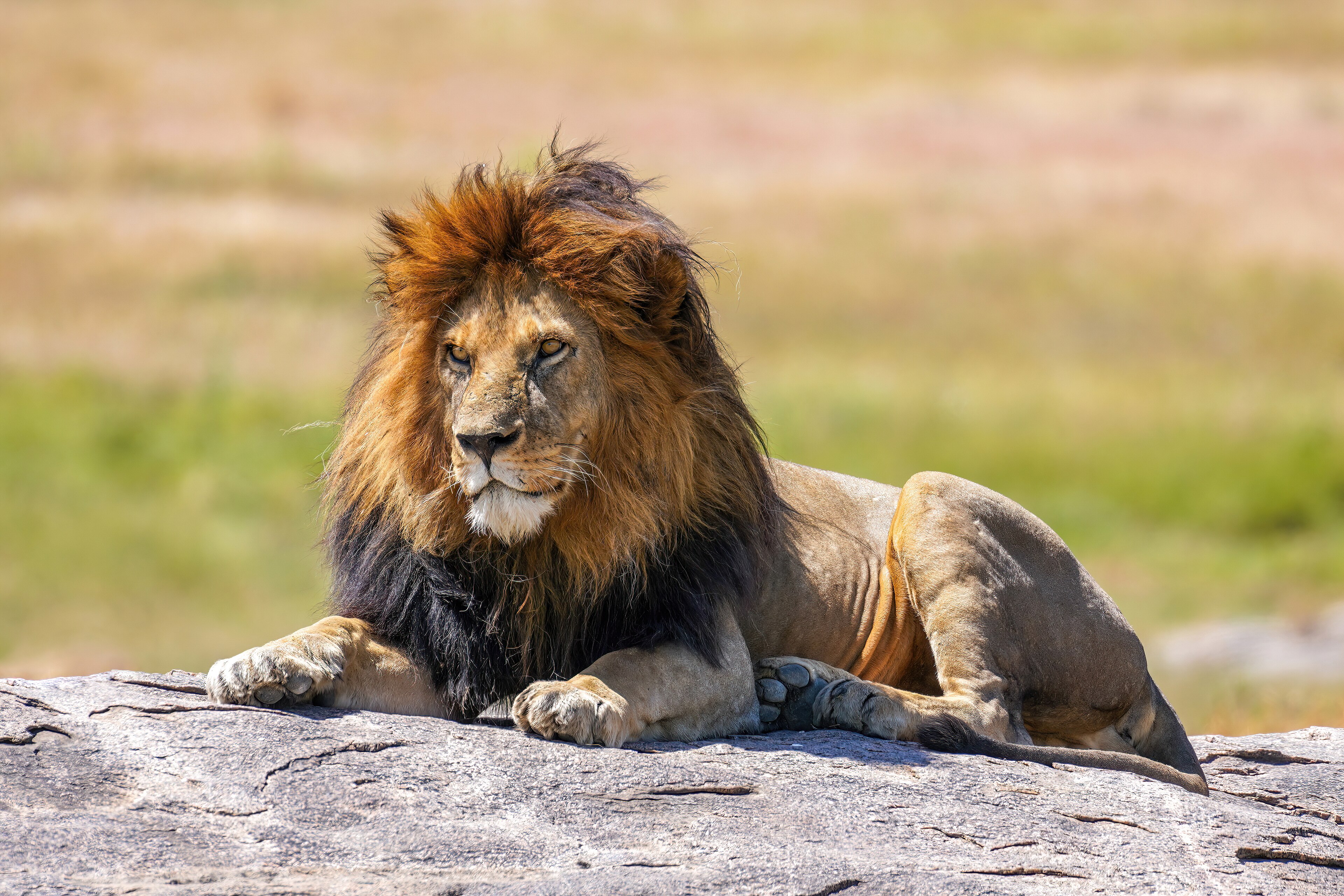 Safari en el Serengeti