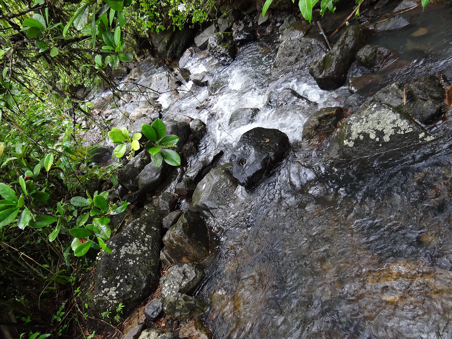 Bosque tropical El Yunque