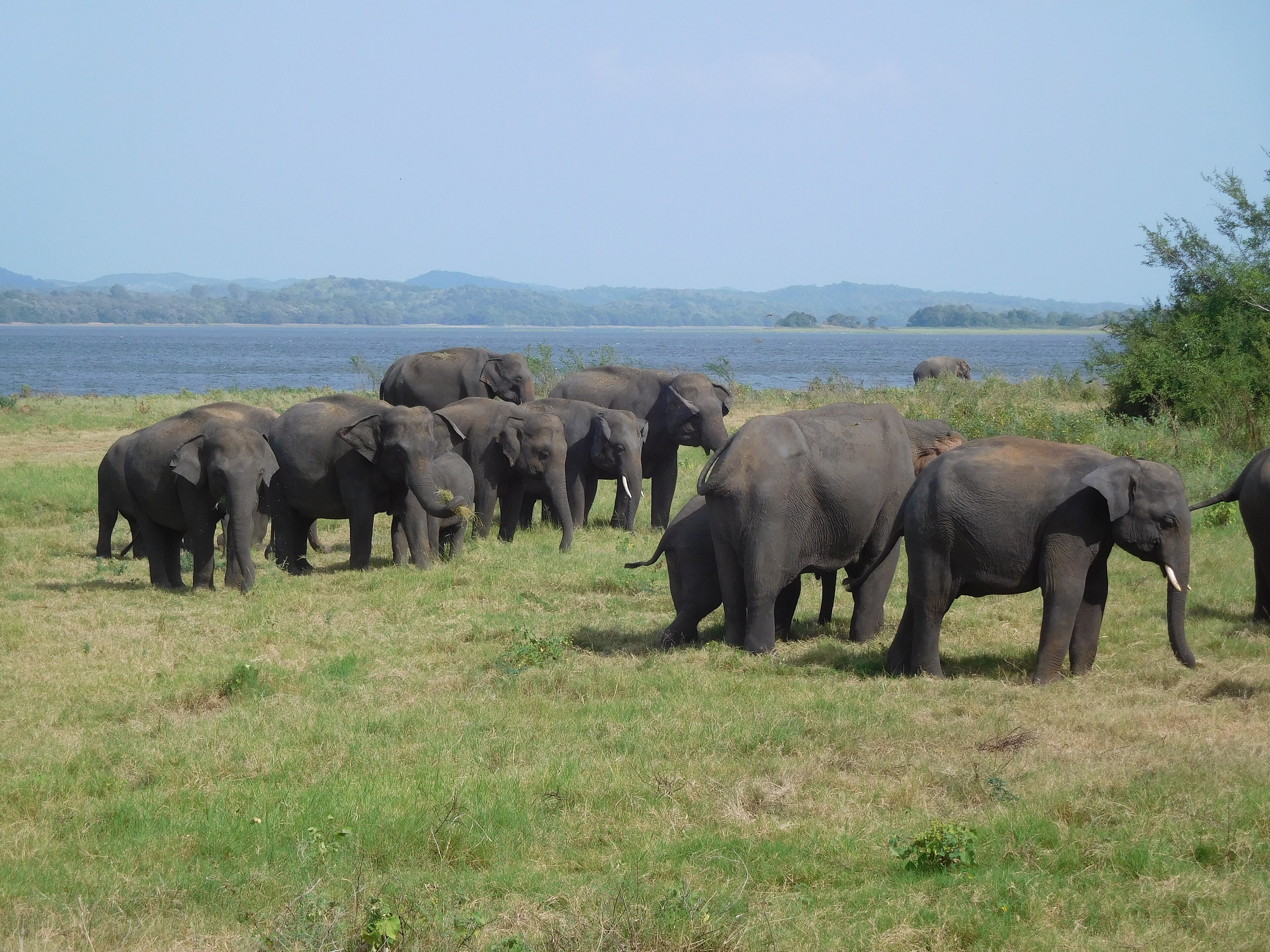 Safari en jeep en Minneriya o Kaudulla