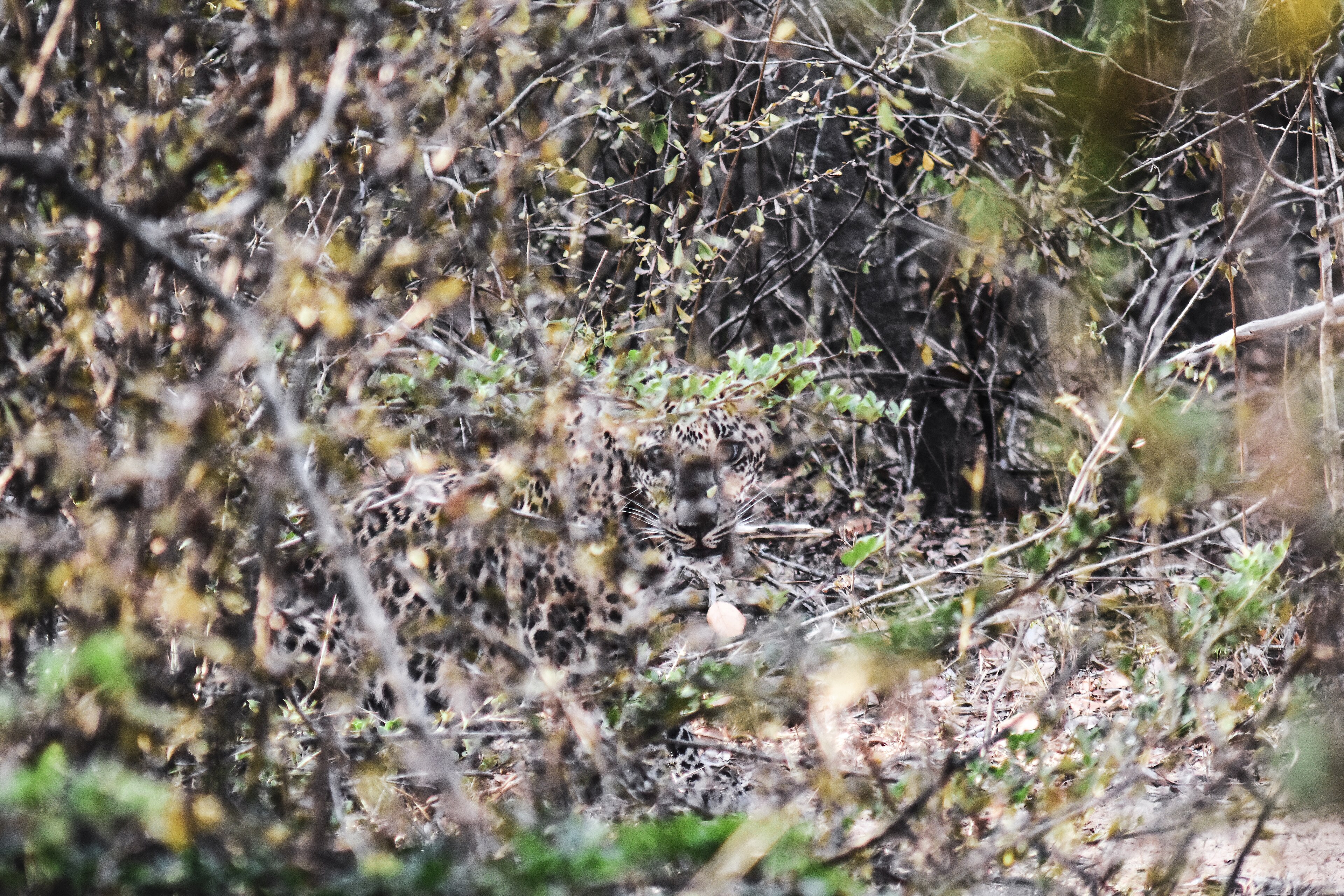 +2 días de safari en Yala o Udawalawe